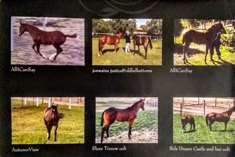 Thoroughbred breeding coalition - Home