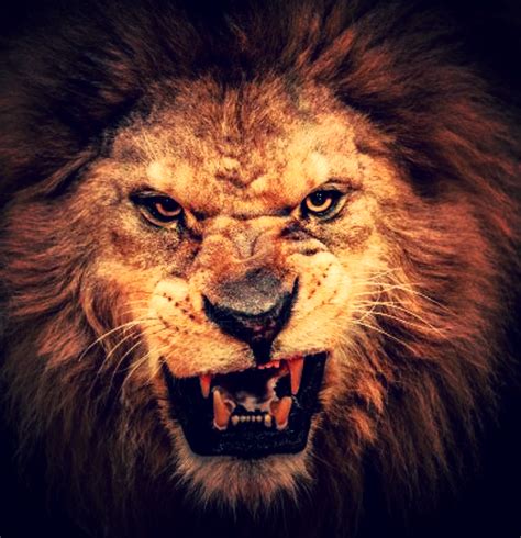 razor cbw | Lion poster, Roaring lion, Lion