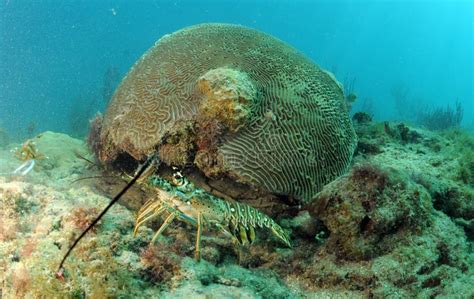 Caribbean Spiny Lobster in Natural Habitat Stock Image - Image of ocean, crustacean: 29139927