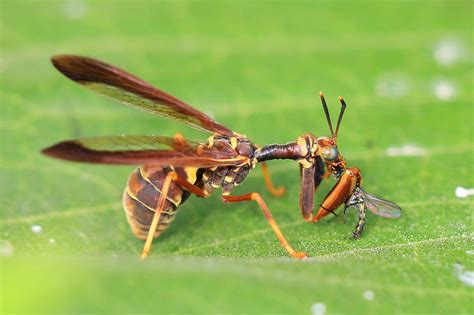 wasp mantidfly ((Climaciella brunnea) eating longlegged fl… | Flickr