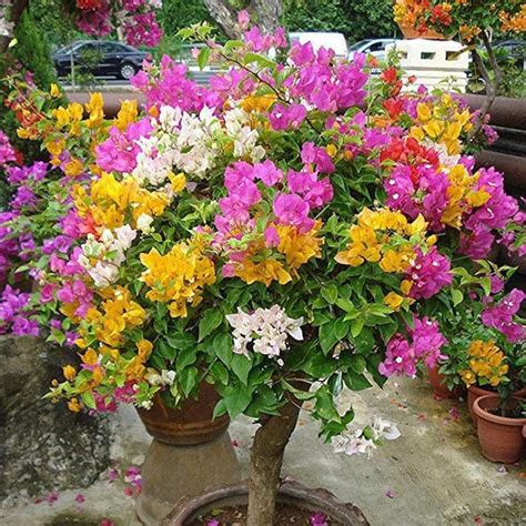 Bougainvillea multicolor Planta viva en una maceta de 3 | Etsy