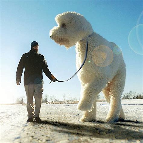 Photographer Photoshops His Dog Into A Giant | Bored Panda