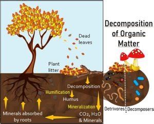 Organic Matter Decomposition? Definition and Process - Biology Reader