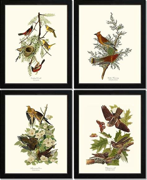 11x14 BIRDS OF WASHINGTON Audubon Bird Prints Set of Eight 8x10 5x7 Restored Backyard Bird ...