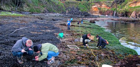 Oregon’s Intertidal Ecosystem Is Approaching a Tipping Point | Hakai Magazine