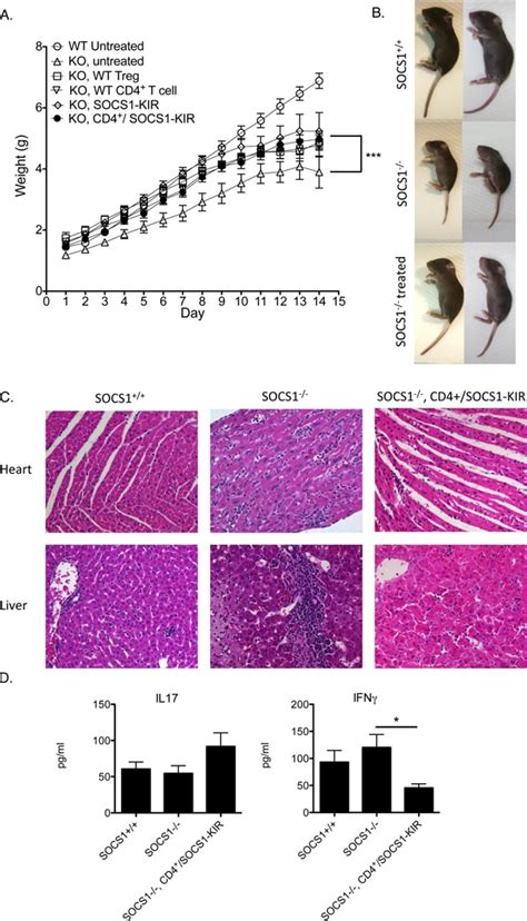 IFN gamma Antibody (14-7313-81)