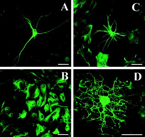 Embryonic stem cells differentiate into oligodendrocytes and myelinate ...