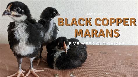 Black Copper Marans: 5-Week-Old Chicks - YouTube