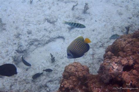 Snorkeling at Dravuni Island, Fiji