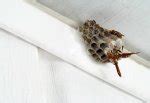 Homemade Wasp Trap - Easy DIY Pest Control from Bob Vila