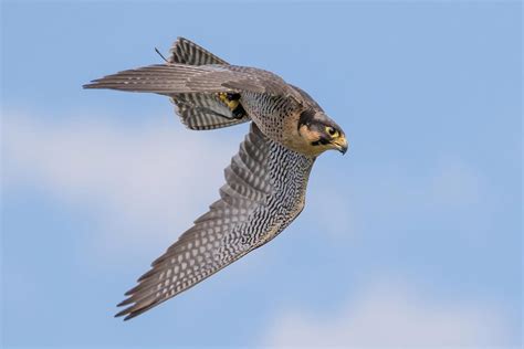 Falcons See Prey at Over 200 MPH – Speed of a Formula 1 Race Car