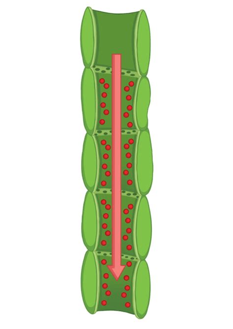 What are Xylem and Phloem? - Answered - Twinkl Teaching Wiki