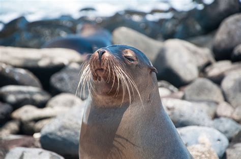 Free Images : snow, winter, wildlife, fauna, seals, vertebrate, harbor seal, marine mammal ...