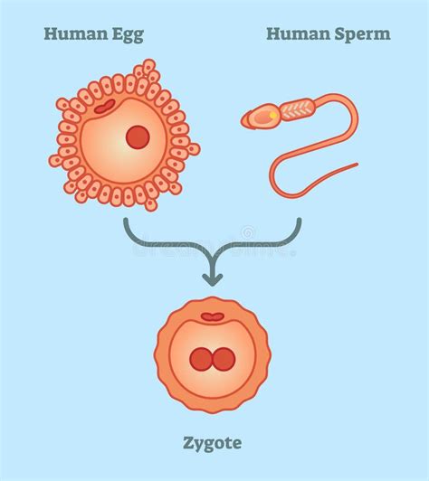 Fertilization Diagram, Vector Illustration. Educational Medical ...