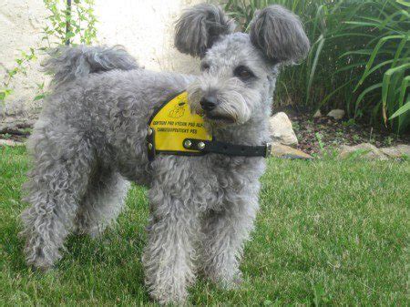 Pumi Dog Info, History, Temperament, Training, Puppies, Pictures