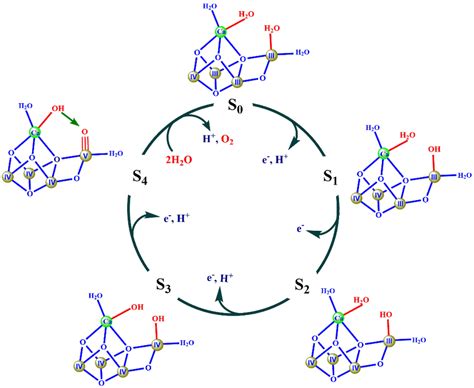 One possible mechanism for the water-splitting reaction by OEC... | Download Scientific Diagram