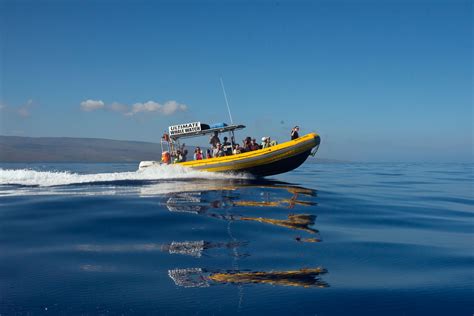 Complete Ultimate whale watching guide in Maui 101