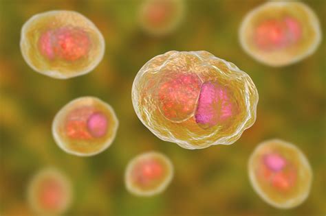 Chlamydia trachomatis - Diagnóstico Molecular – Controllab