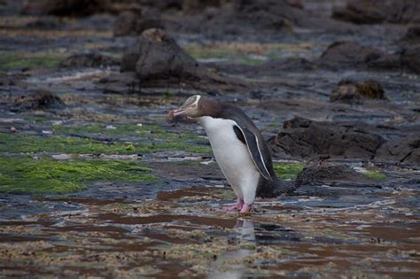 Yellow-Eyed Penguin Bird Facts | Megadyptes antipodes | AZ Animals