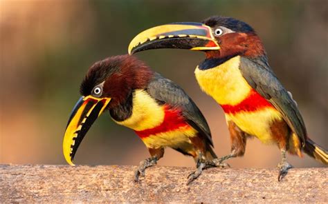 Download wallpapers 4k, Aracari, two birds, close-up, wildlife, exotic ...