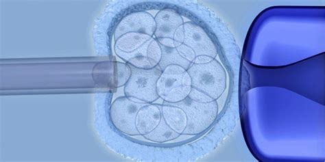 Embryonic Stem Cells - Definitions, Uses, and Limitations