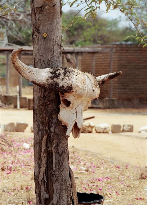 buffalo skull Free Photo Download | FreeImages