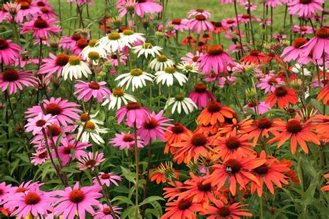 23 Favorite Butterfly Garden Plants for Attracting Helpful Pollinators - Garden and Happy