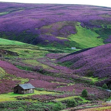 Heather fields? | Scotland travel, Scotland forever