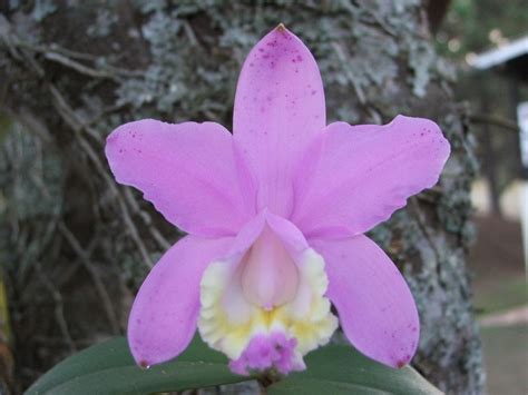 Cattleya Loddigesii,epiphyte or lithophyte that is from near the coast ...