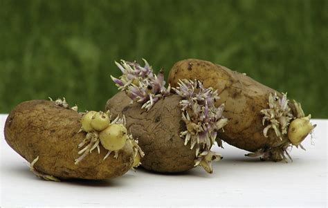 Difference Between Stem Tuber and Root Tuber - Pediaa.Com