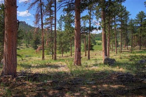 Colorado’s Front Range now has its own forest restoration guide - Warner College of Natural ...