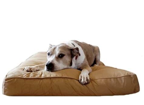 The Best Chew Proof Dog Beds For Your Rescue Dog