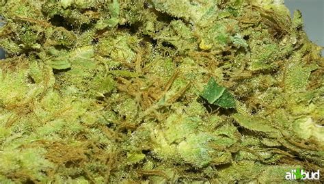 Headband | Marijuana Strain Reviews | AllBud