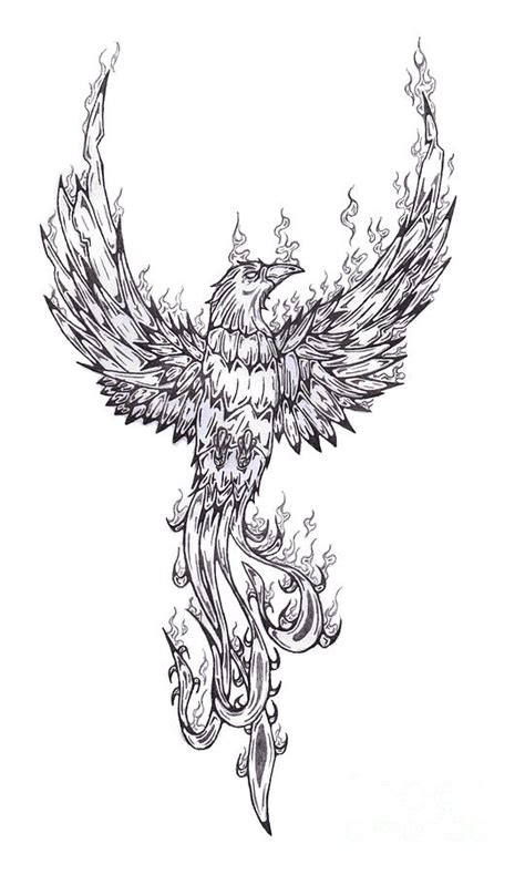 Phoenix Drawing by Matt Sutherland | Pixels