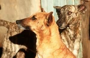 Dog Breeds: Africanis