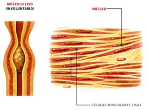 Musculo liso Flashcards | Quizlet