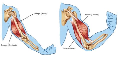 Biceps and Triceps - Sawan Books