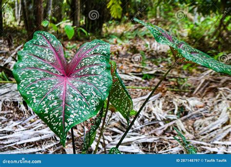 Large Green Caladium Leaves with Pink Motifs Stock Image - Image of insect, flower: 287148797