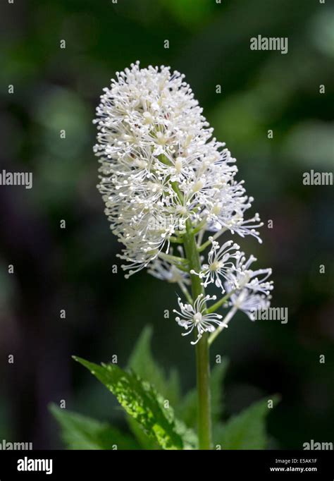 Bugbane hi-res stock photography and images - Alamy