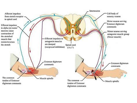 an image of the anatomy of the human body