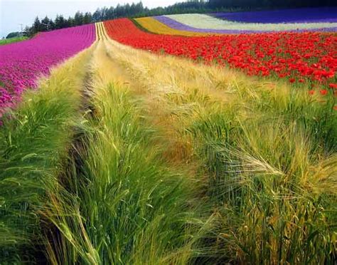 Furano Lavender and Flower Fields | oh my omiyage