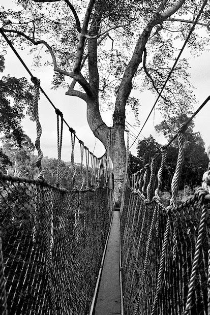 Canopy walkway | Greg Neate | Flickr