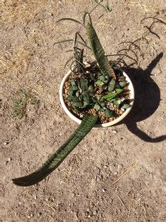 Gasteria Leaf Propagation