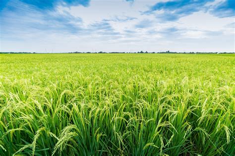 Is rice the ‘climate-change crop’ the Northeast needs? - FoodPrint