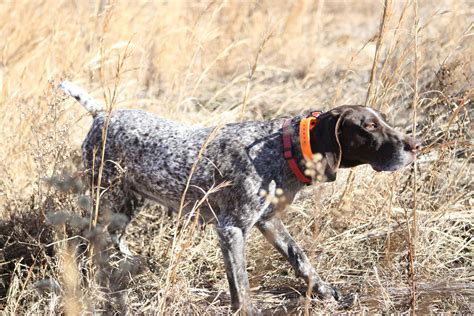 Here Are 5 Of The Best Hunting Dog Breeds | OutdoorHub