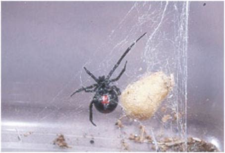 Spider Webs - By Kirk Dean | Barrier Pest Control