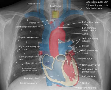 More great news on how vaping affects the heart http://vaping411.com/myocardial-function ...