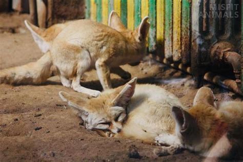 Fennec Fox Pet: Do They Make Good Pets? (Care & Needs)