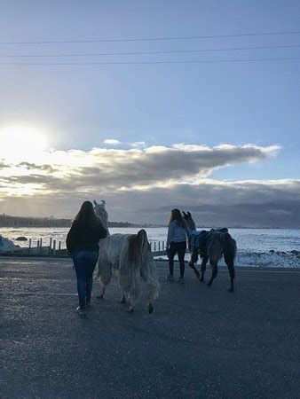 Kaikoura Llama Trekking - 2019 All You Need to Know BEFORE You Go (with Photos) - TripAdvisor