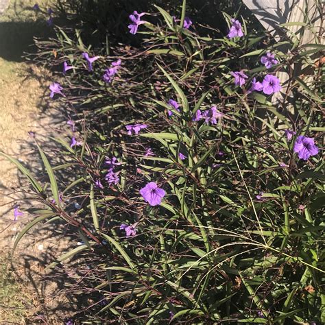 Mexican Petunia | Mexican petunia, Petunias, Plants